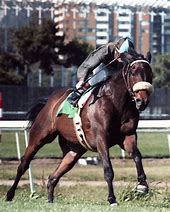 Image result for John Henry Race Horse
