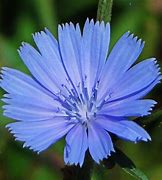 Image result for Chicory Vegetable