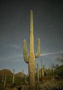 Image result for Tucson Arizona Cactus