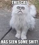 Image result for Crazy Mini Cat Meme