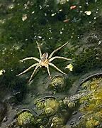 Image result for Giant Water Spider