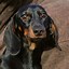 Image result for Long Haired Dachshund Puppy