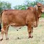Image result for Brahman Cow