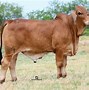Image result for Brahman Show Cattle