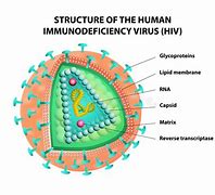 Image result for Bacterial HIV