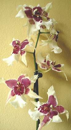 orchidee fiori appassiti cambria orchidee tecniche di coltivazione e principali orchidee fiori appassiti cambria orchidee tecniche di coltivazione e principali