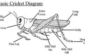 Image result for Cricket Insect Diagram