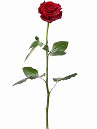 Image result for Long Stem Red Rose Bud