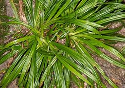 Image result for Carex plantaginea