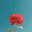 Image result for iPhone Wallpaper Pink Rose Flower