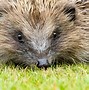 Image result for All About Hedgehogs