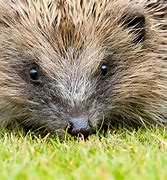 Image result for Hedgehog Friendly