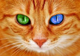 Image result for Samsung Sam with Green Eyes