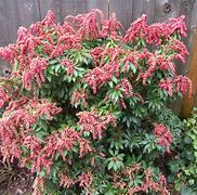 Image result for Pieris jap. Valley Valentine