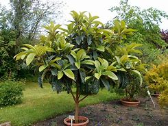 Image result for Japonica Tree in Kenya