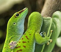 Image result for Gecko Lizard Types