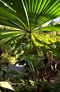 Image result for Native Australian Small Palms