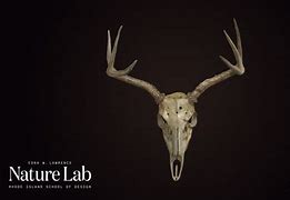 Image result for Deer Jaw Model