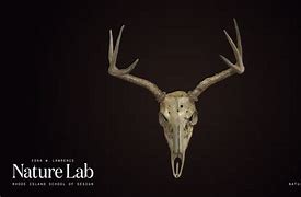 Image result for Whitetail Deer Skull Drawings