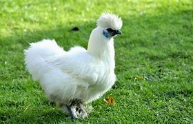 Image result for Poule Soyeuse