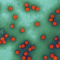 Image result for Human Papillmavirus