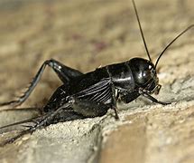 Image result for Cricket Insect Habitat