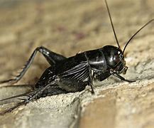 Image result for Cricket Wings Up Close
