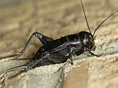 Image result for Big Cricket Species