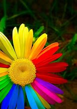 Image result for Rainbow Flower iPhone Wallpaper