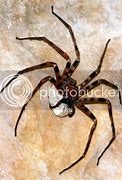 Image result for Biggest Spider On Earth