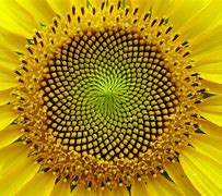 Image result for Sunflower Golden Ratio