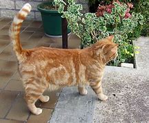 Image result for Classic Orange Tabby Cat