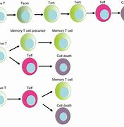 Image result for Formation of Memory Cells