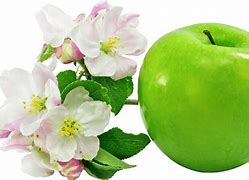 Image result for Apple Tree with Flowers