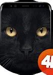 Image result for 4K Cat Wallpapers