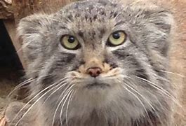 Image result for Pallas Cat Zoo