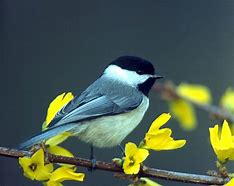 Image result for Yellow Capped Chickadee