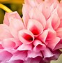 Image result for Cool Flower Wallpapers