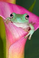 Image result for Cute Green Tree Frog