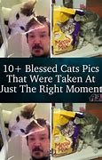 Image result for Blessed Cat Meme