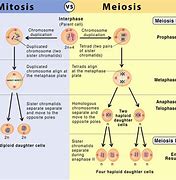 Image result for Similarities Between Mitosis and Meiosis