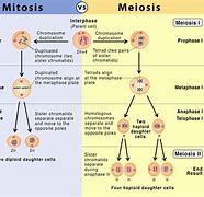 Image result for Mitosis Vs. Meiosis Diagram Drawing