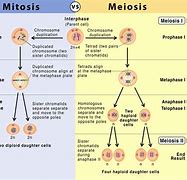 Image result for Process of Mitosis Vs. Meiosis