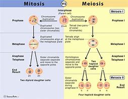 Image result for Mitosis vs Meiosis in Plants