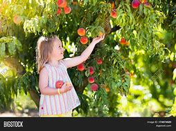 Image result for People Picking Fruit