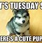 Image result for Funny Tuesday Dog Memes