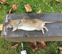 Image result for Biggest Rat King