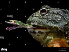 Image result for African Bullfrog Eating Snake