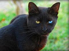 Image result for Short Black Cat Meme