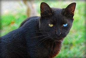 Image result for J5 Black Cat